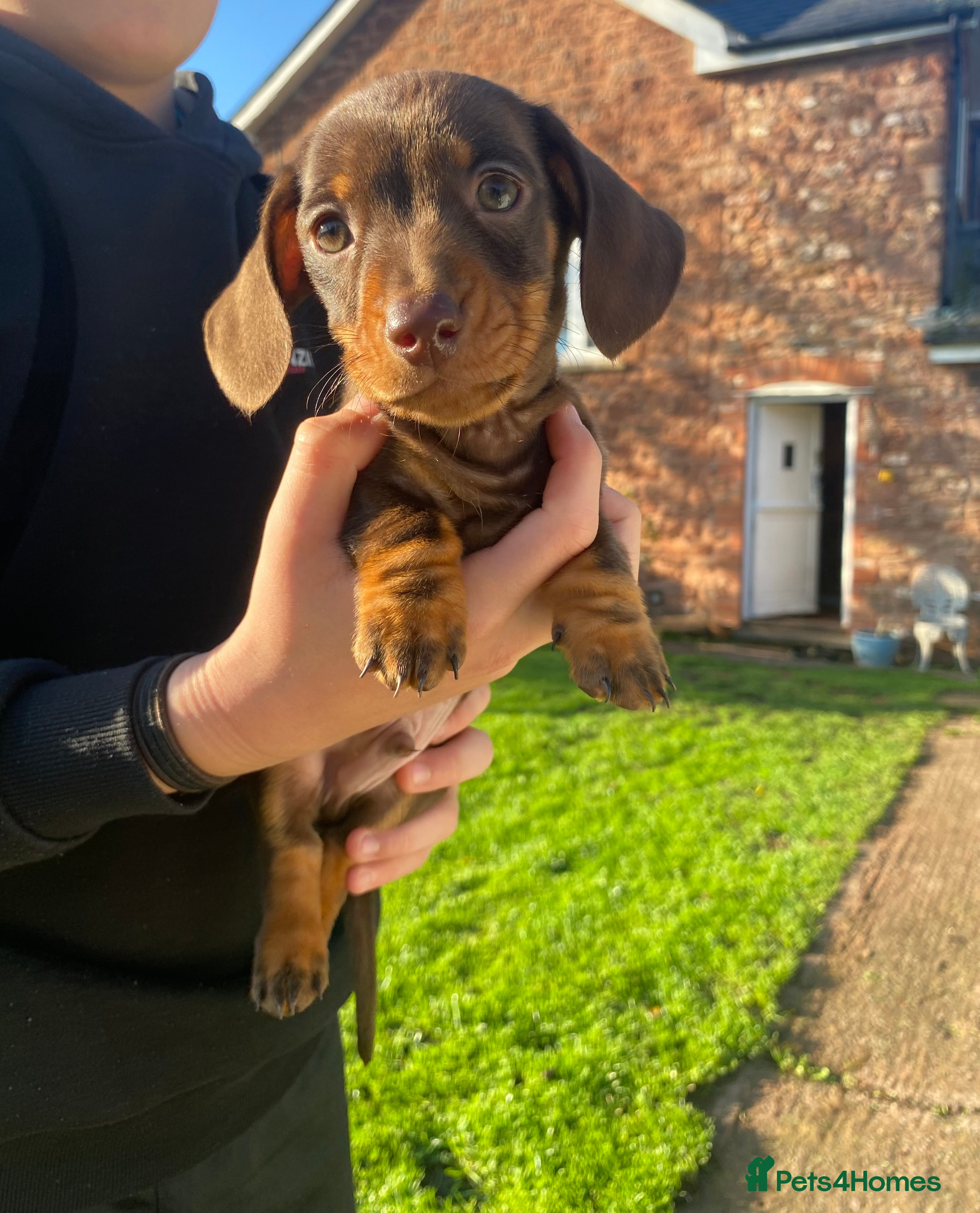 Dachshund dogs Miniature Dachshund Puppies ⭐️one male left  ⭐️ - Advert 2