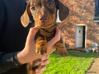 Dachshund dogs Miniature Dachshund Puppies ⭐️one male left ⭐️ - Advert 4