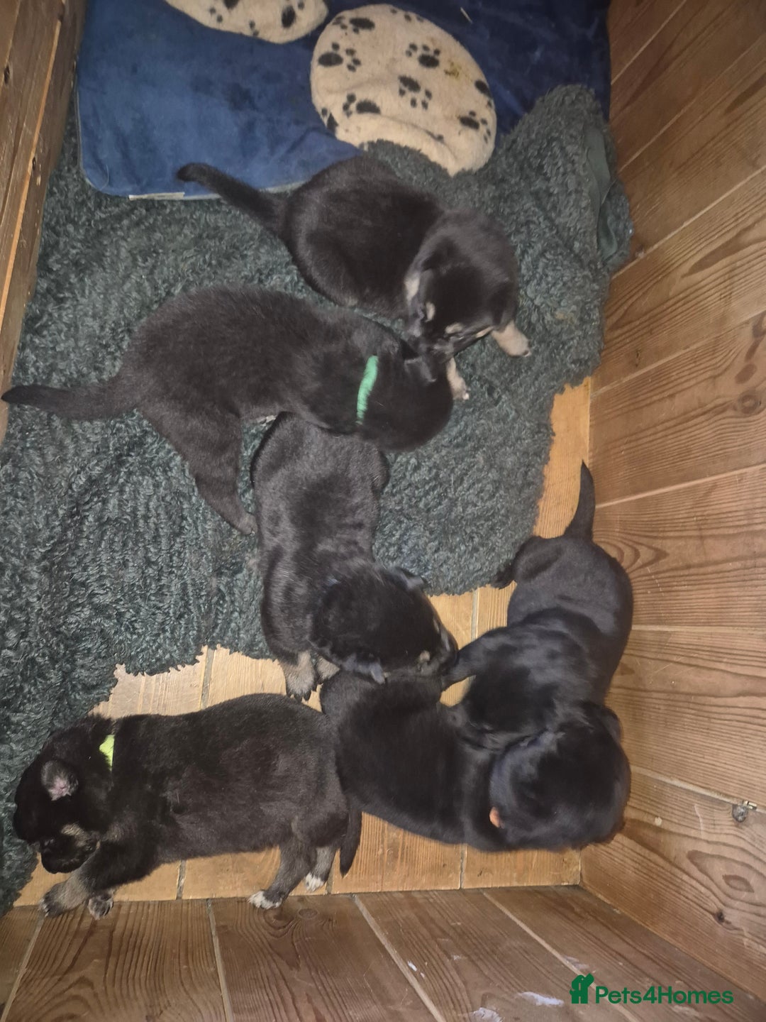 Mixed Breed dogs for sale: Stunning litter of puppies!! - Advert 4