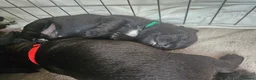 Patterdale Terrier dogs for sale: Patterdale Terrier Pups - Advert 7