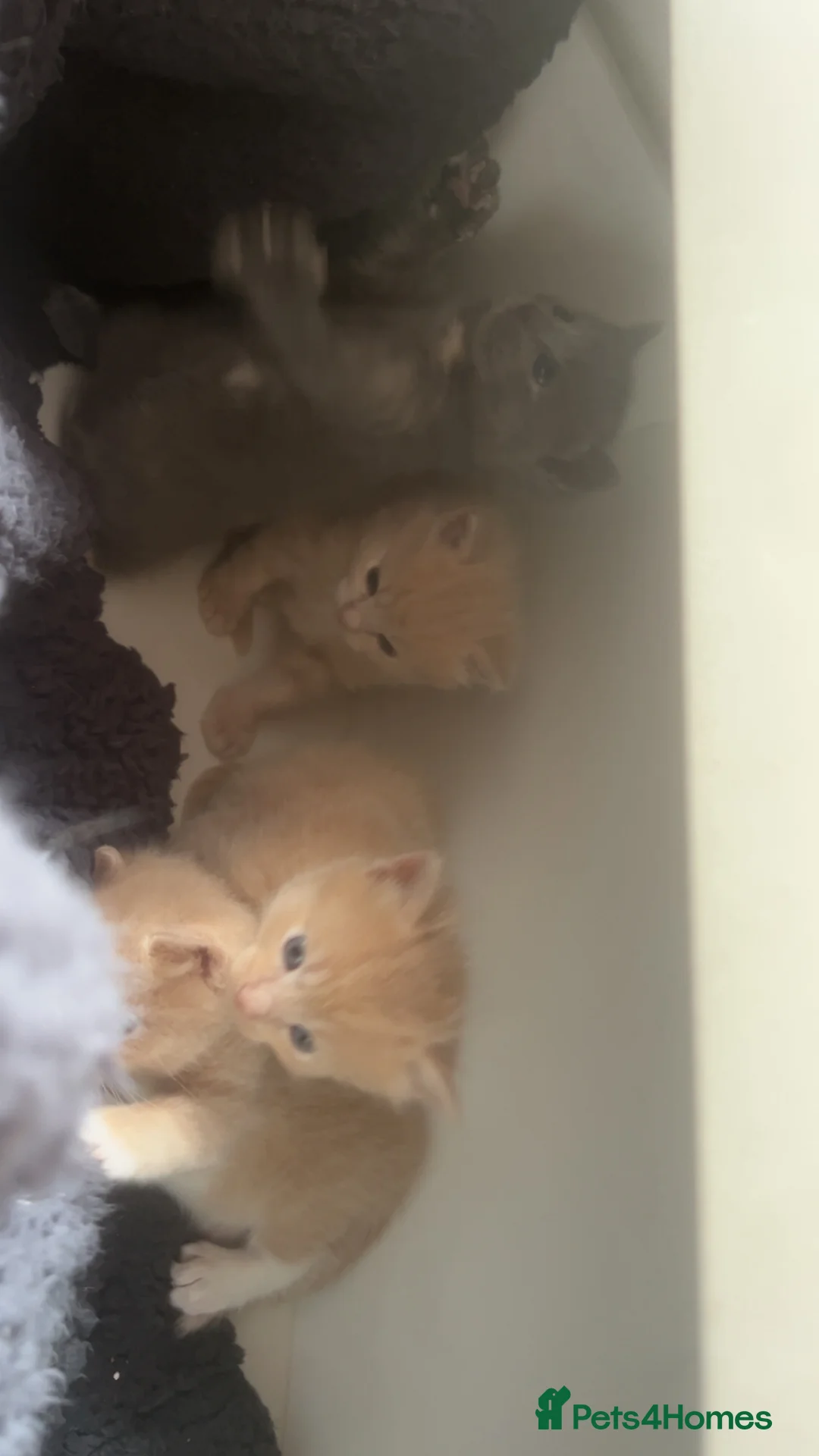 Mixed Breed cats for sale: Ragdoll mix  in London - Advert 4