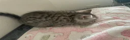 British Shorthair cats for sale: Classic tabby and spotted british shorthair girls - Advert 6