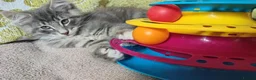 Norwegian Forest Cat cats for sale: Beautiful Norwegian Forest Kittens  - Advert 5