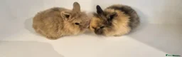 Mini Lop rabbits for sale: 2 x Mini Lion Lop ready to collect 23 March 2026 - Advert 16