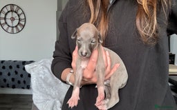 Whippet dogs for sale: OUTSTANDING PRESTIGIOUS LAGUNA BLUE WHIPPETS! KC - Image 22