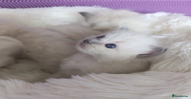Ragdoll cats - Advert 15