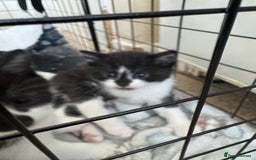 Domestic Shorthair cats for sale: Three black and white kittens - Image 4