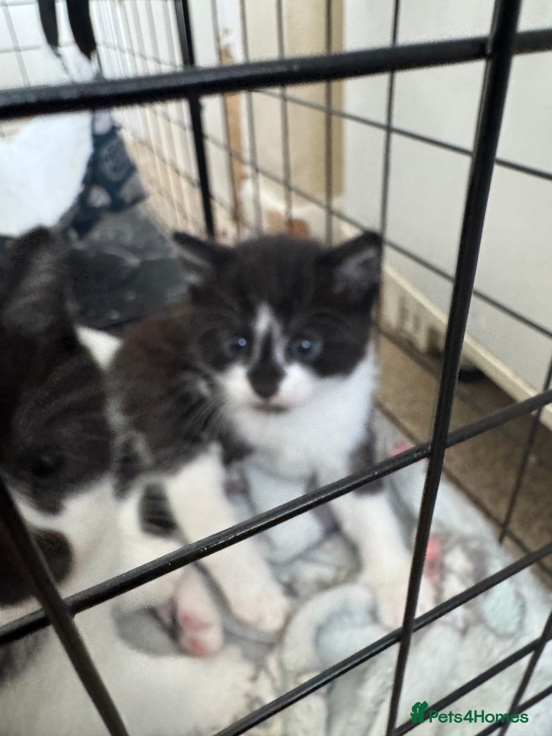 Domestic Shorthair cats for sale: Three black and white kittens - Image 4