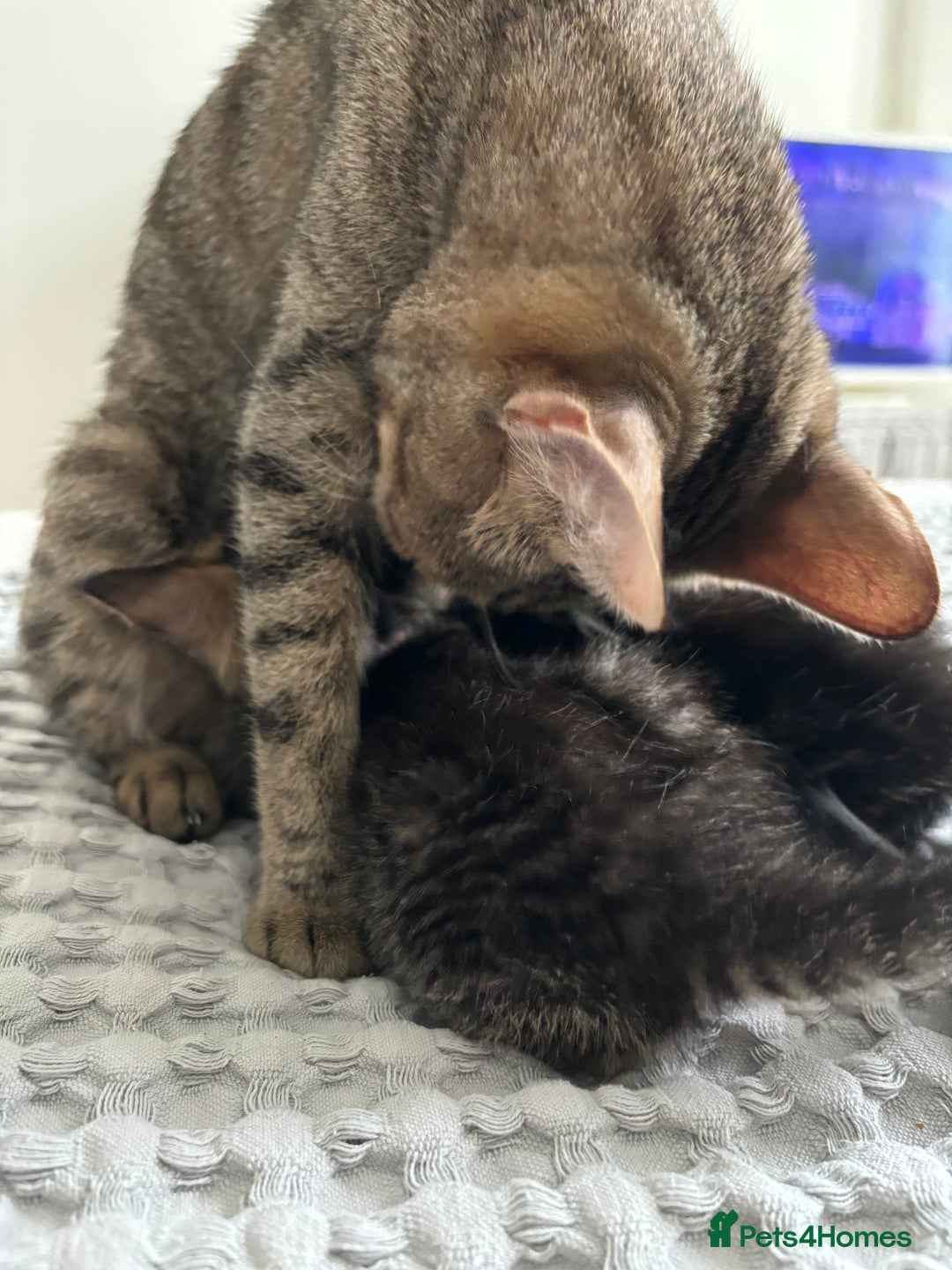 American Shorthair cats for sale: 🌟Adorable kittens now ready 4 forever home🌟 - Image 5