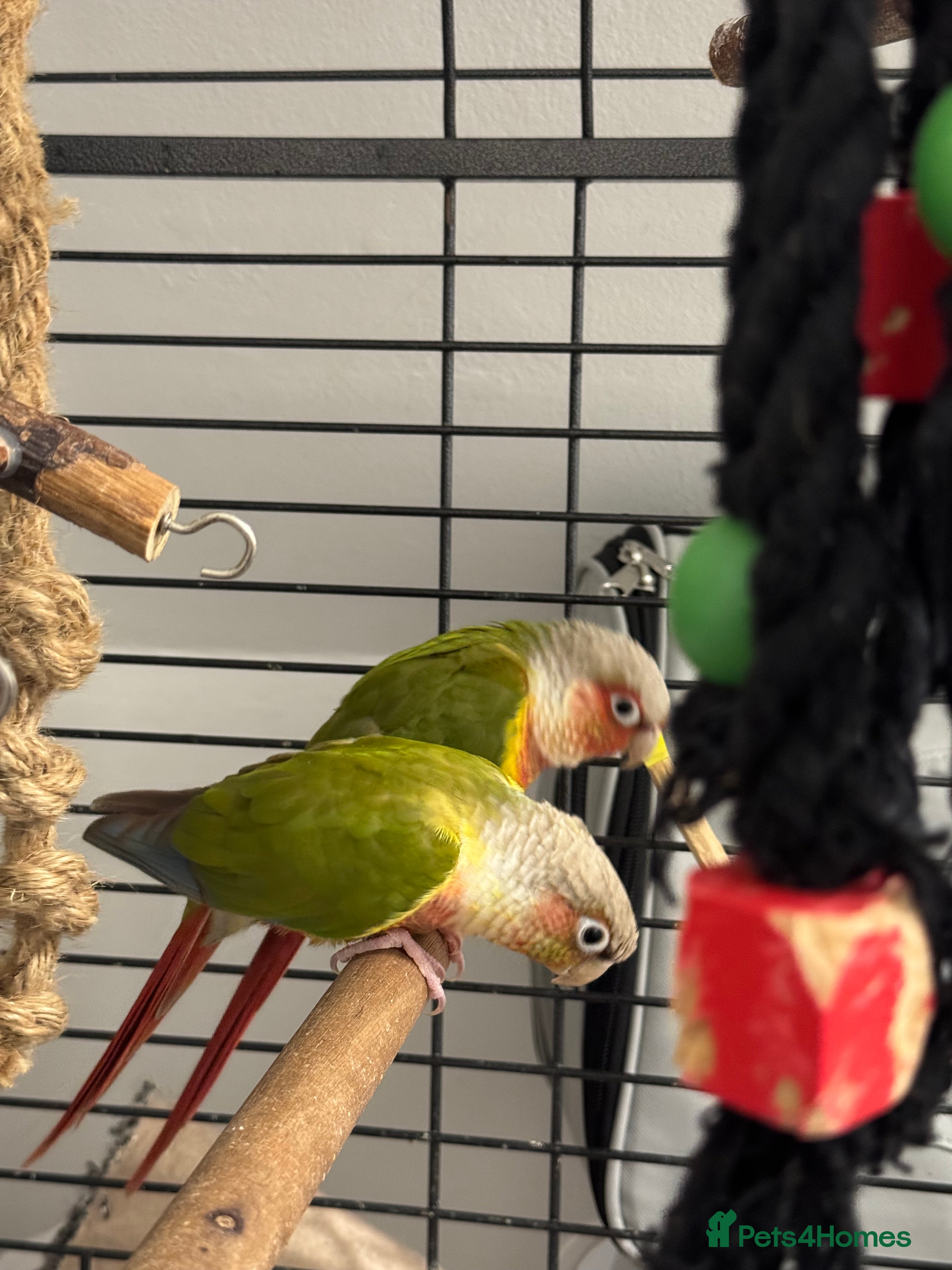 Conures birds Conure pair - Advert 3