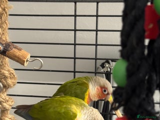 Conures birds Conure pair - Advert 2