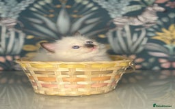 Ragdoll cats for sale: 🐱 💖 Stunning Ragdoll Kittens 💖 🐱  - Image 3