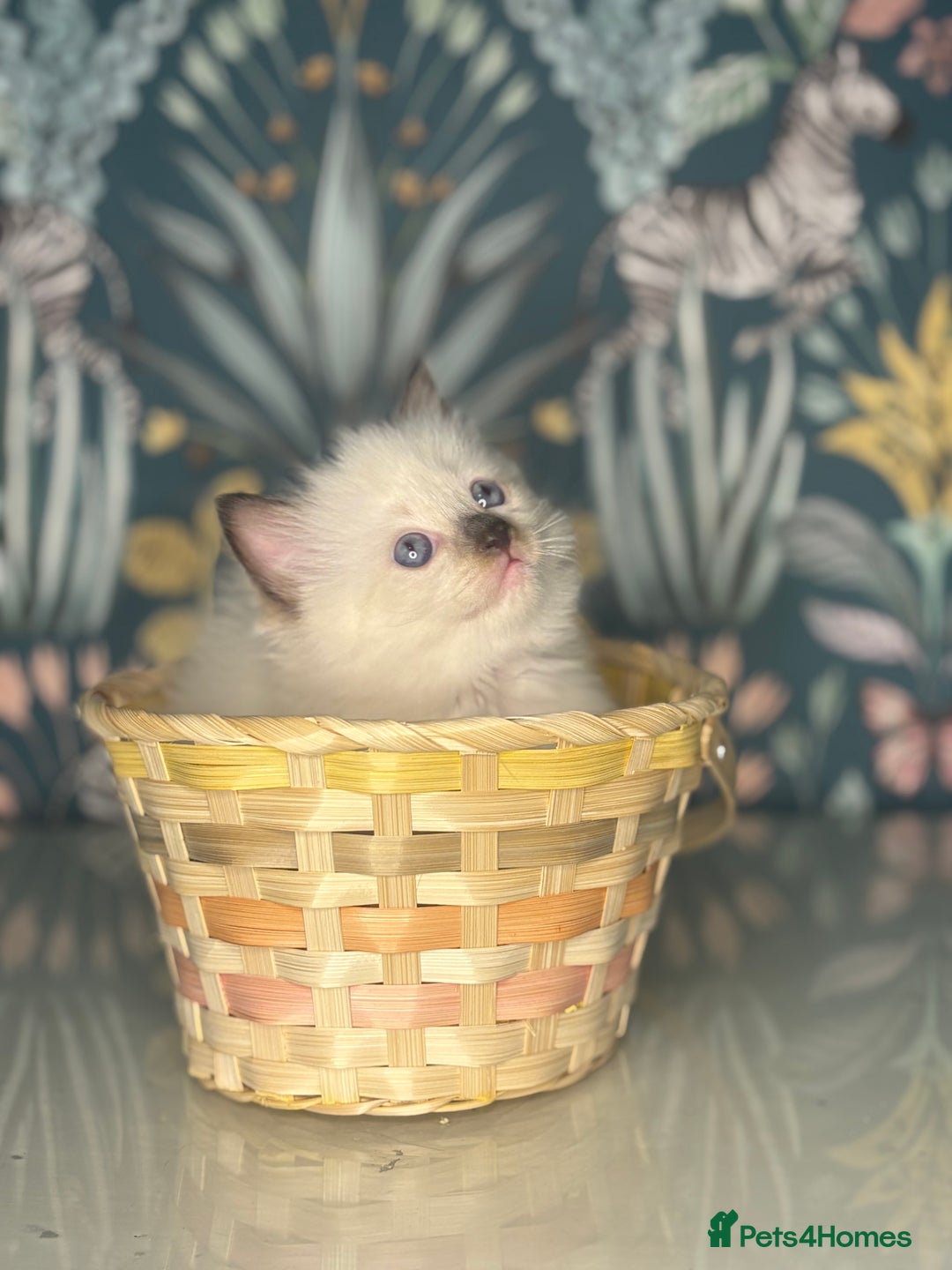 Ragdoll cats for sale: 🐱 💖 Stunning Ragdoll Kittens 💖 🐱  - Image 3