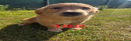 Golden Retriever dogs for sale: 🐶 Beautiful dark working golden retriever pups 🐶 - Advert 8