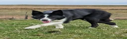 Mixed Breed dogs for sale: The most handsome border collie cross - Advert 3