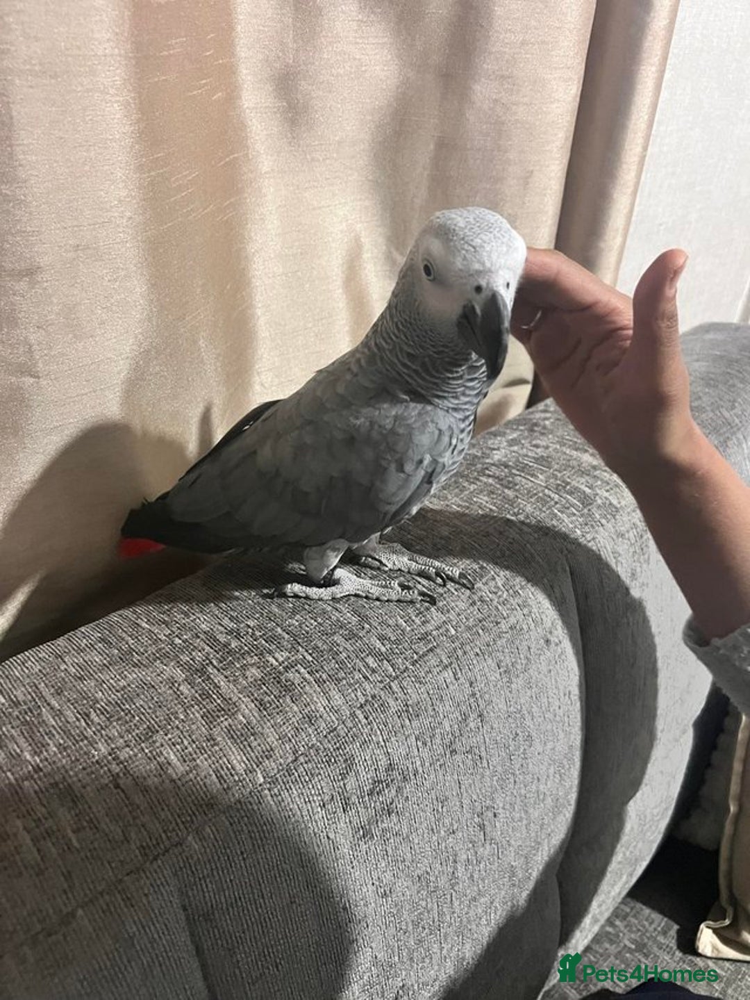Parrots birds for sale: Grey African Grey Parrot - Image 4