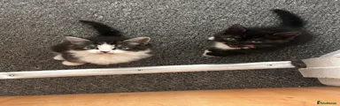 Mixed Breed 3
