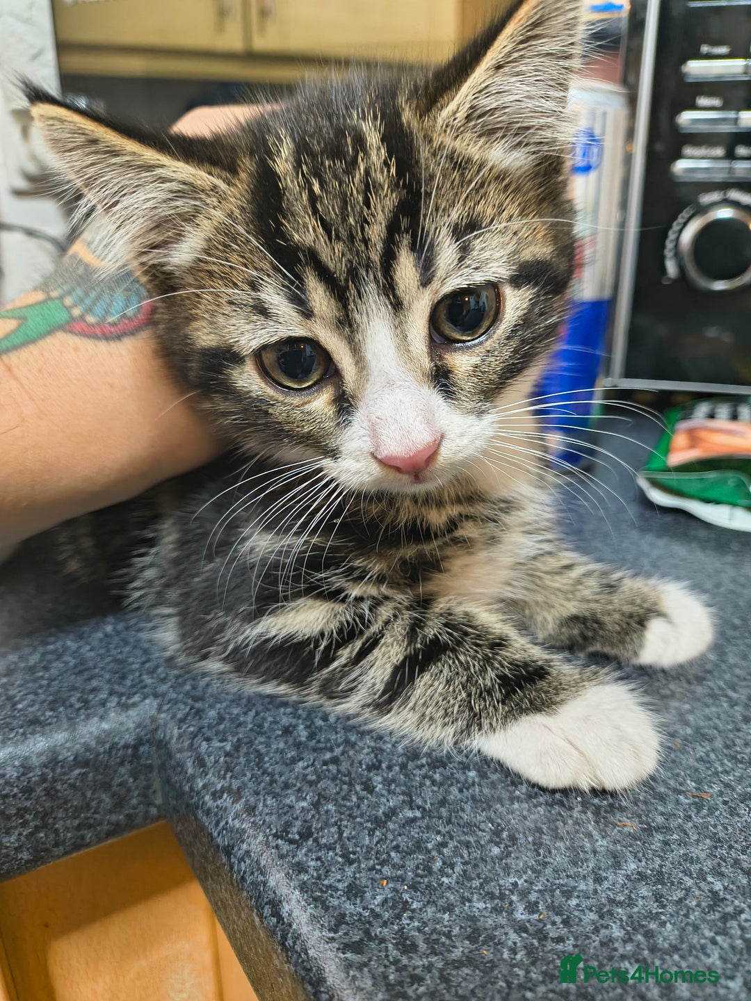 Domestic Shorthair cats for sale: Male kitten - Advert 1