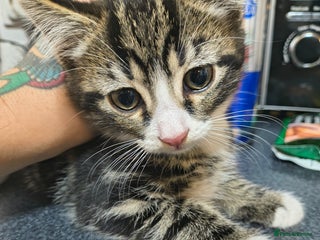 Domestic Shorthair cats Male kitten - Advert 1