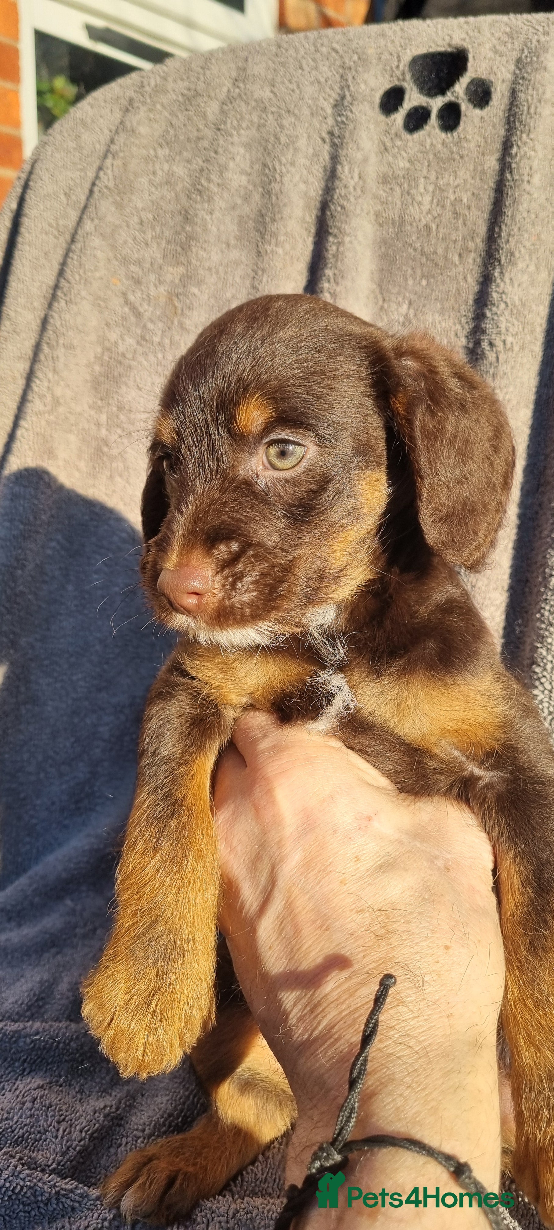 Toy Poodle dogs WESTIEPOOS/TOY POODLE X's SUPER SMOOTH SILKY nSOFT - Advert 18