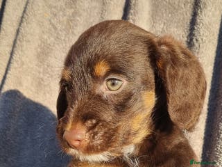 Toy Poodle dogs WESTIEPOOS/TOY POODLE X's SUPER SMOOTH SILKY nSOFT - Advert 5