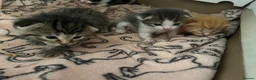 Mixed Breed cats for sale: kittens for sale 4 boys 3 girls ( two sister cats) in Bridgwater - Advert 9