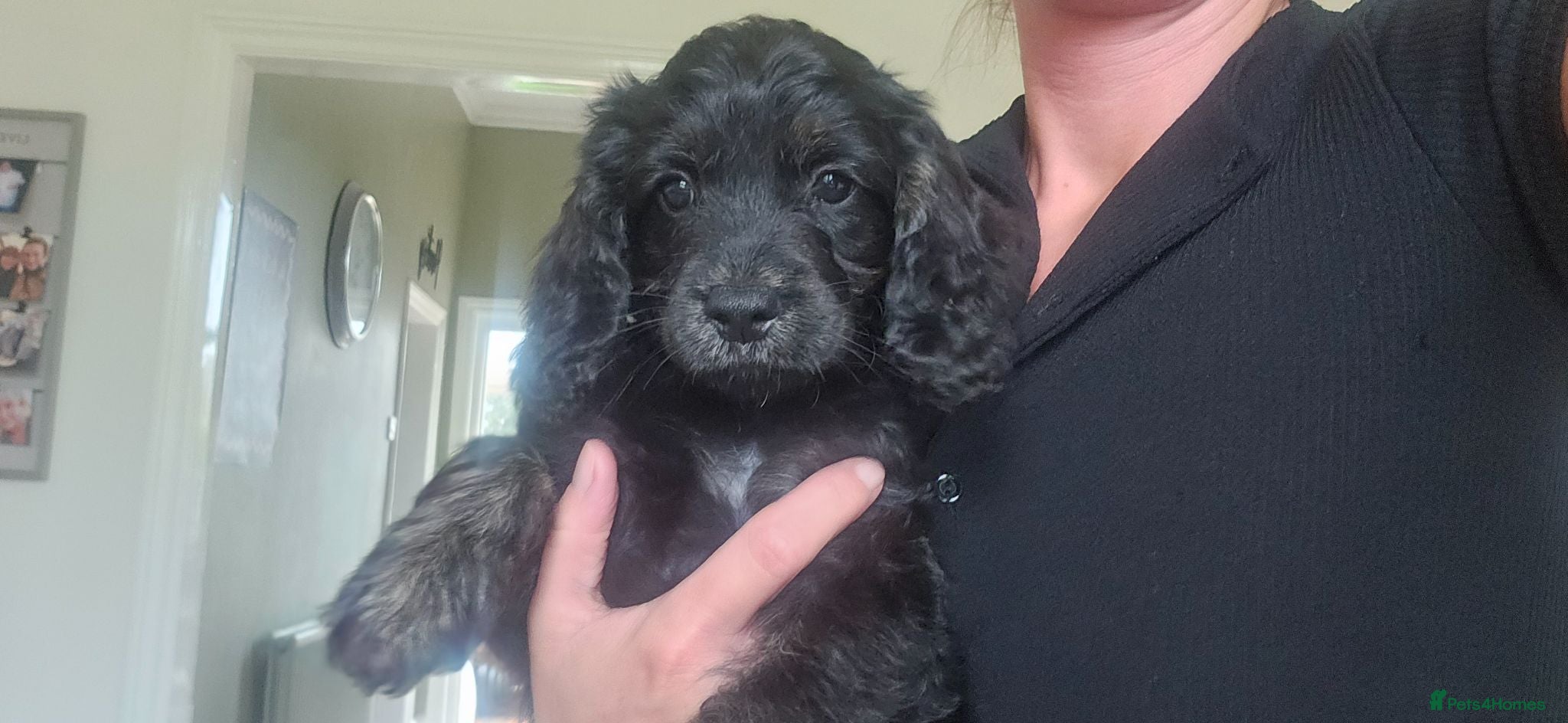 Cockapoo dogs Beautiful Litter of Stunning Cockerpoo Puppies - Advert 2