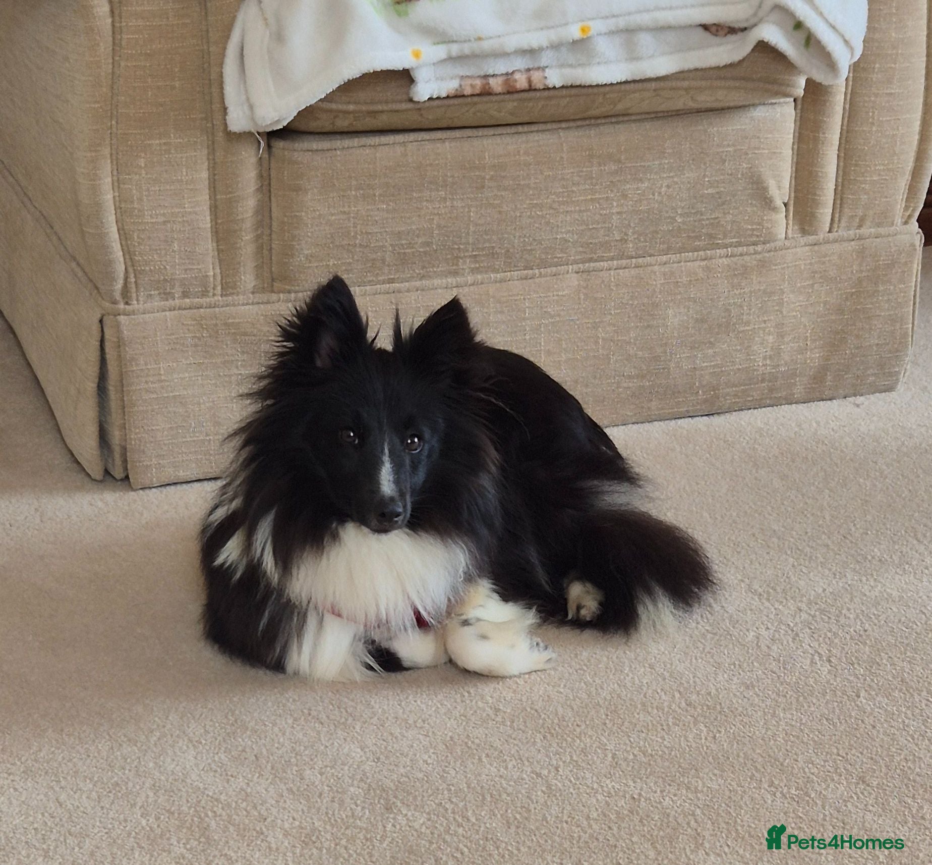 Shetland Sheepdog dogs Bi black shetland sheepdog  - Advert 12