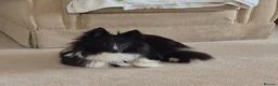 Shetland Sheepdog dogs for sale: Bi black shetland sheepdog  in Spalding - Advert 1