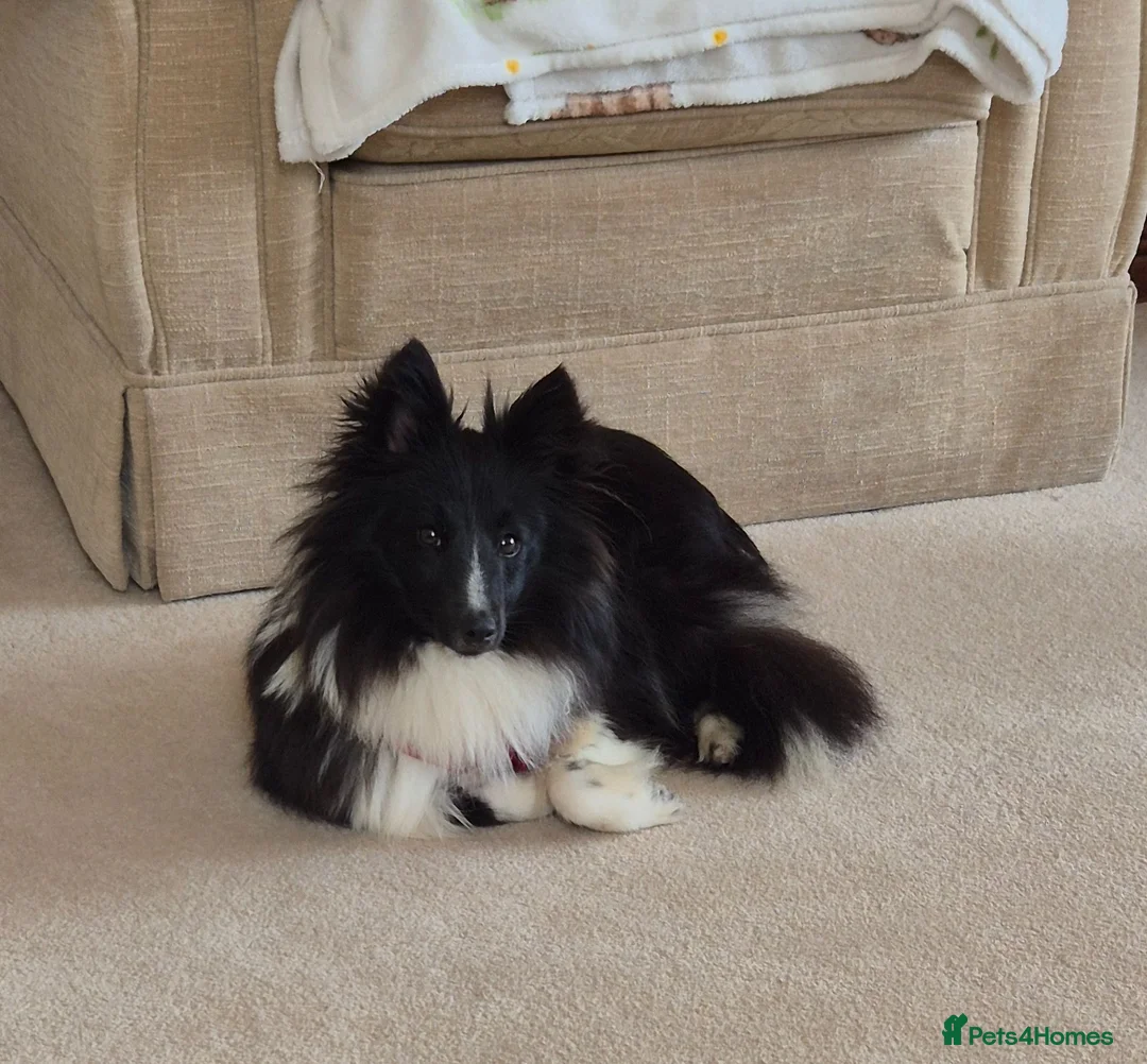 Shetland Sheepdog dogs for sale: Bi black shetland sheepdog  in Spalding - Advert 1