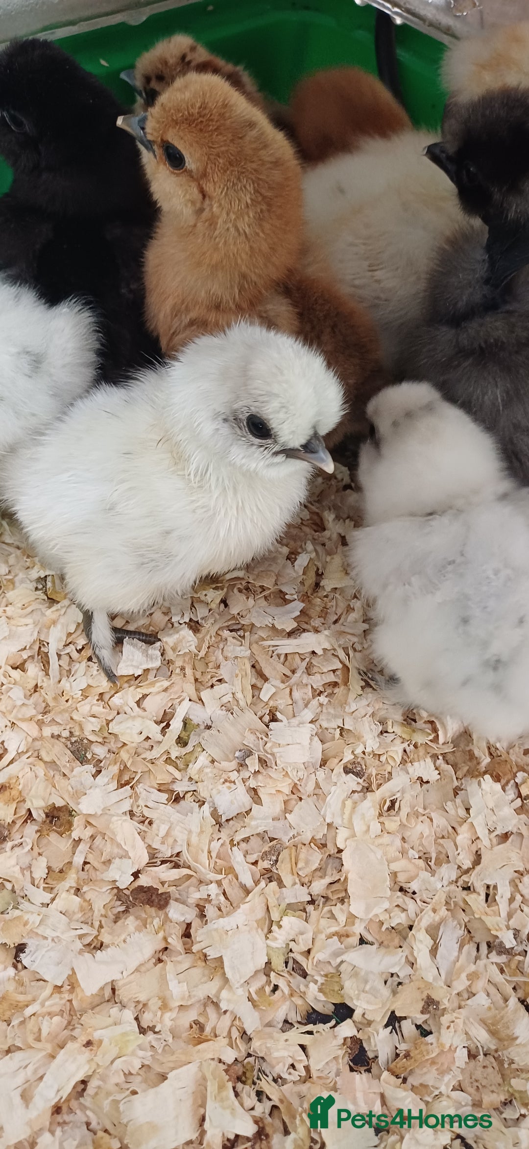 Chickens poultry for sale: Silkie chicks, showgirls and standard - Advert 15