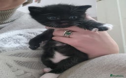 Mixed Breed cats for sale: 2 kittens for sale - Image 5