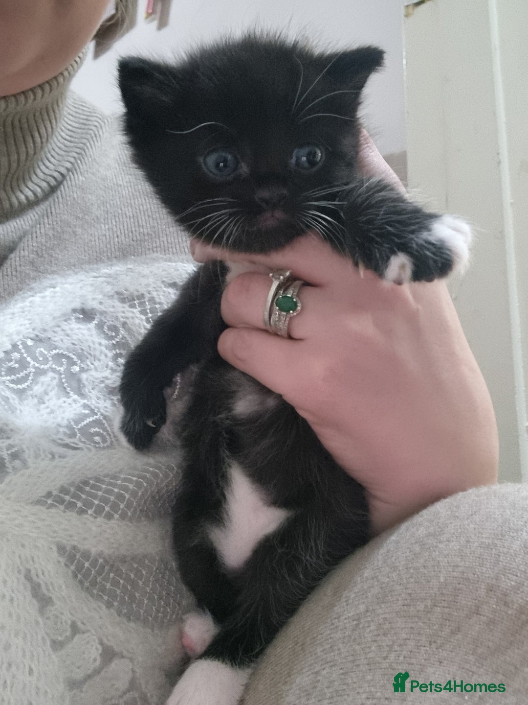 Mixed Breed cats for sale: 2 kittens for sale - Image 5