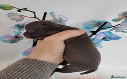 Chihuahua dogs for sale: 3 Male DWKC ** Chihuahuas  - Image 14