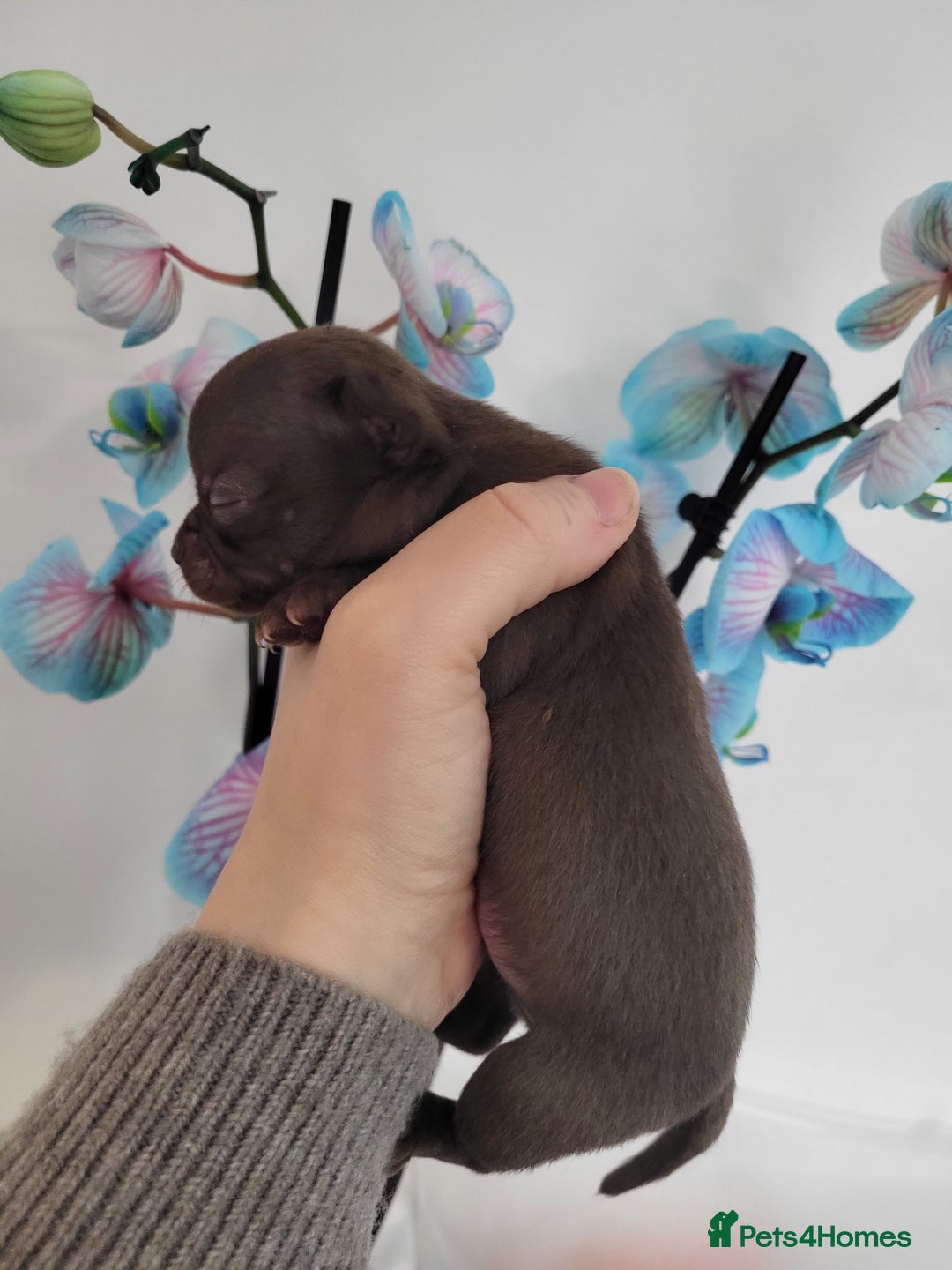 Chihuahua dogs for sale: 3 Male DWKC ** Chihuahuas  - Image 14