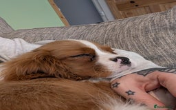 Cavalier King Charles Spaniel dogs for sale: SOLD Fully vaccinated male CKCS puppy  - Image 9