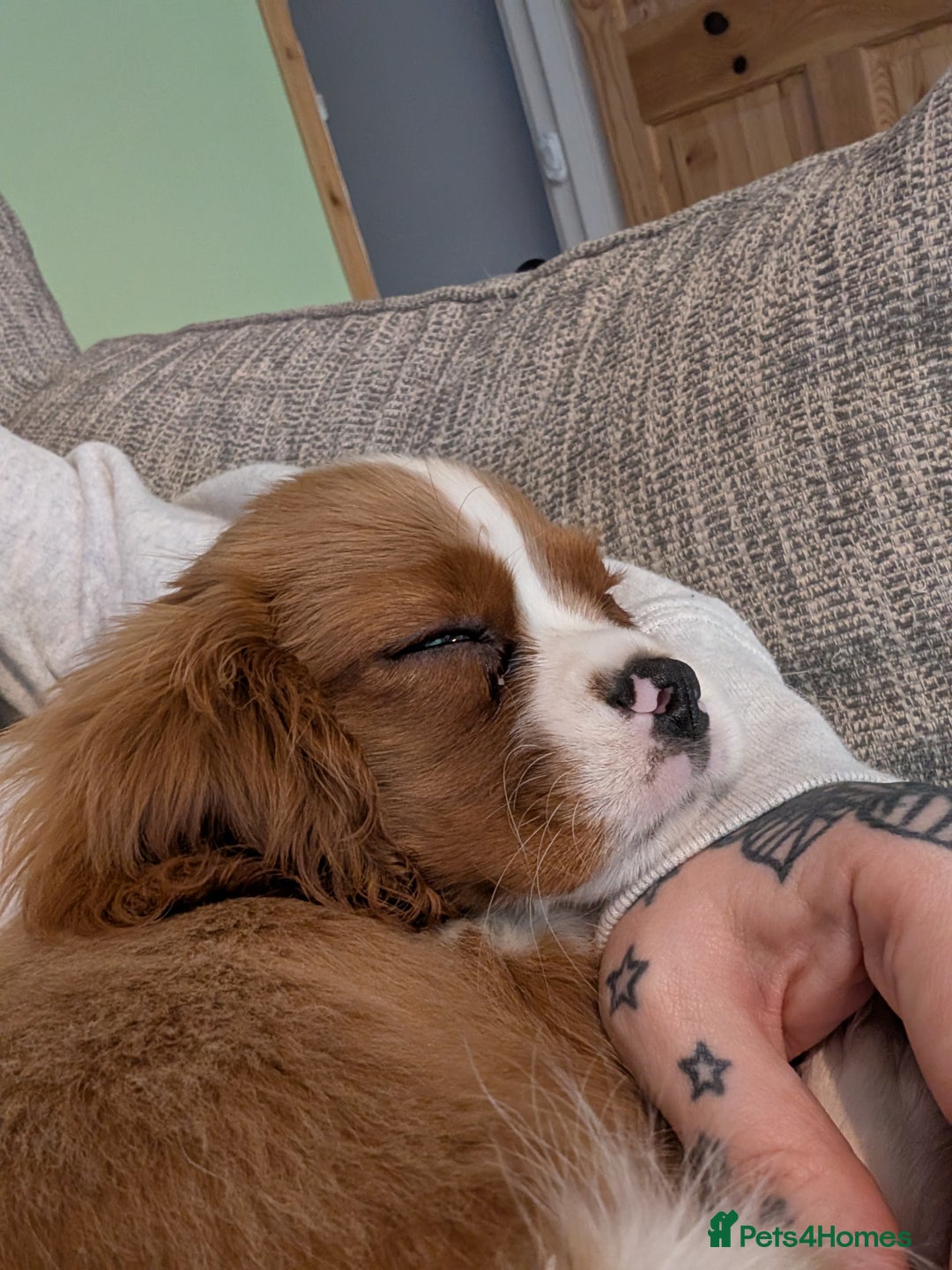 Cavalier King Charles Spaniel dogs for sale: SOLD Fully vaccinated male CKCS puppy  - Image 9