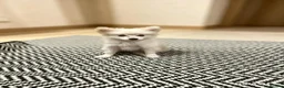 Pomeranian dogs for sale: Pomeranian puppies ready now  - Advert 9
