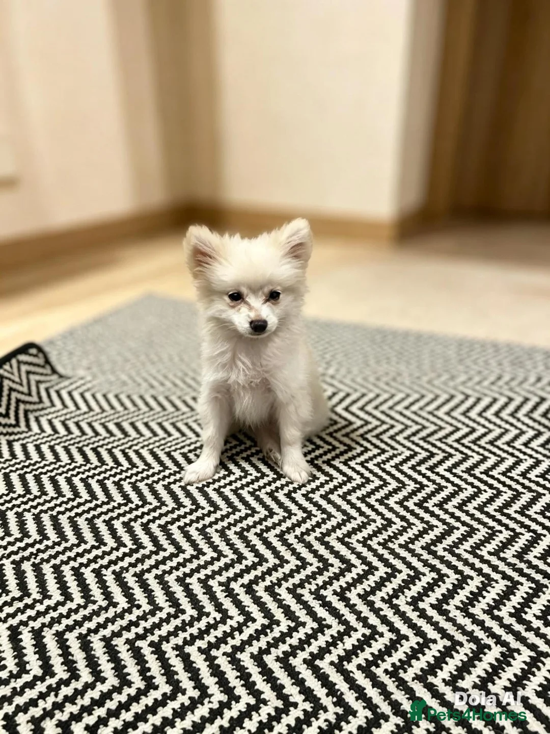Pomeranian dogs for sale: Pomeranian puppies ready now  - Advert 9