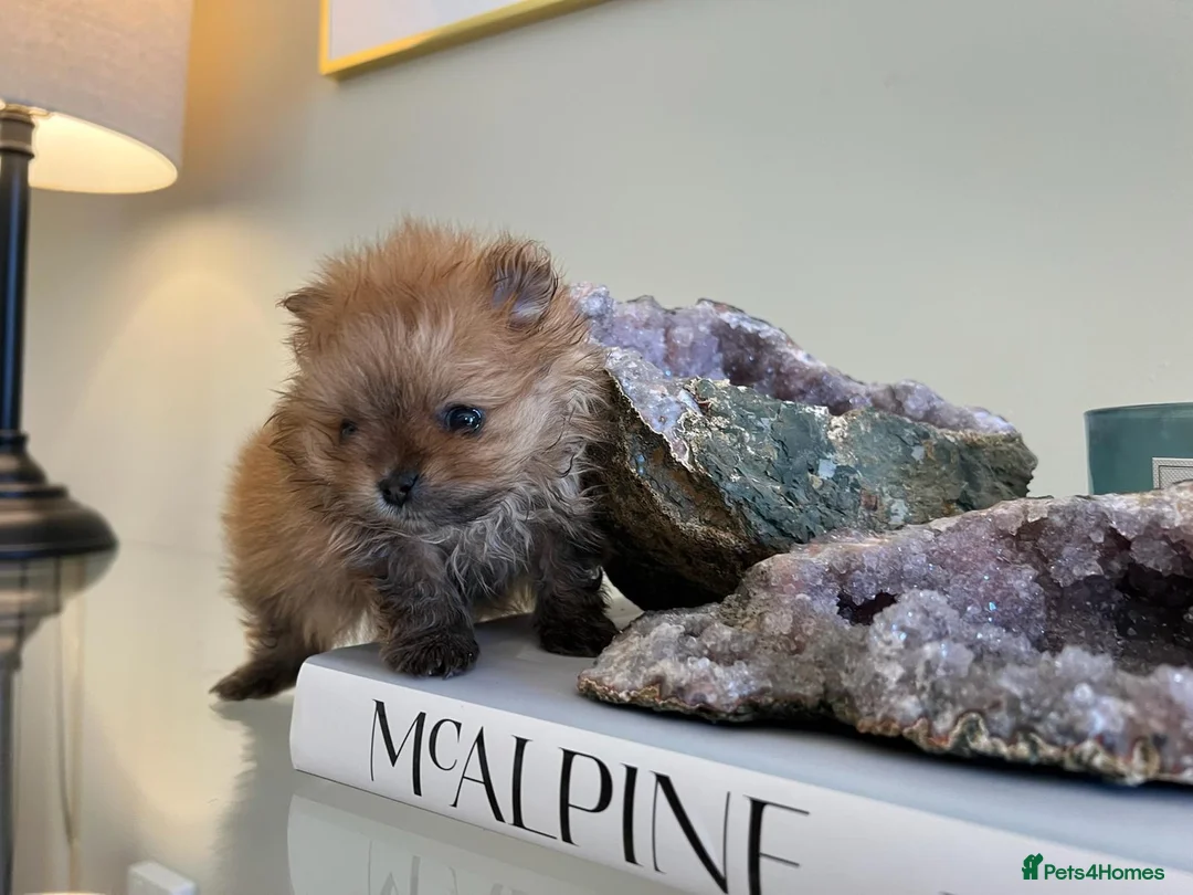Pomeranian dogs for sale: READY NOW Rare Rich Orange Tiny Teddy Bear KC Pom - Advert 1