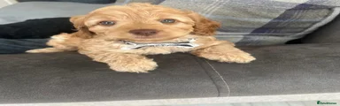 Cockapoo 2