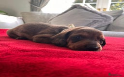 Dachshund dogs for sale: Beautiful Dachshund Puppies 🤩 - Image 4