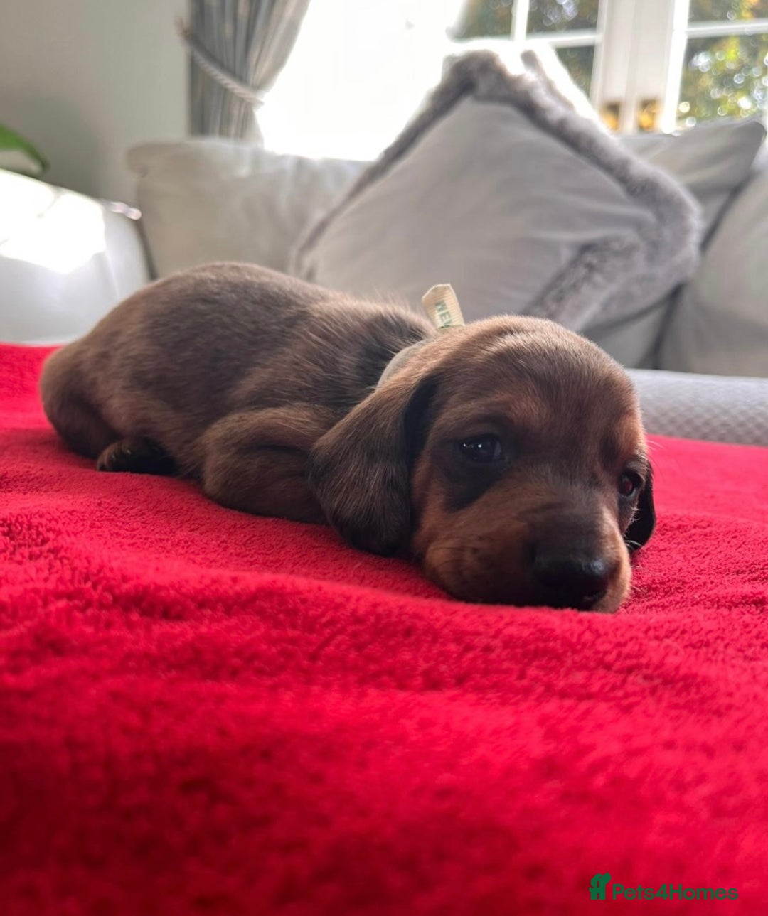 Dachshund dogs for sale: Beautiful Dachshund Puppies 🤩 - Image 4