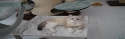 Ragdoll cats for sale: TICA registered kittens - Advert 6