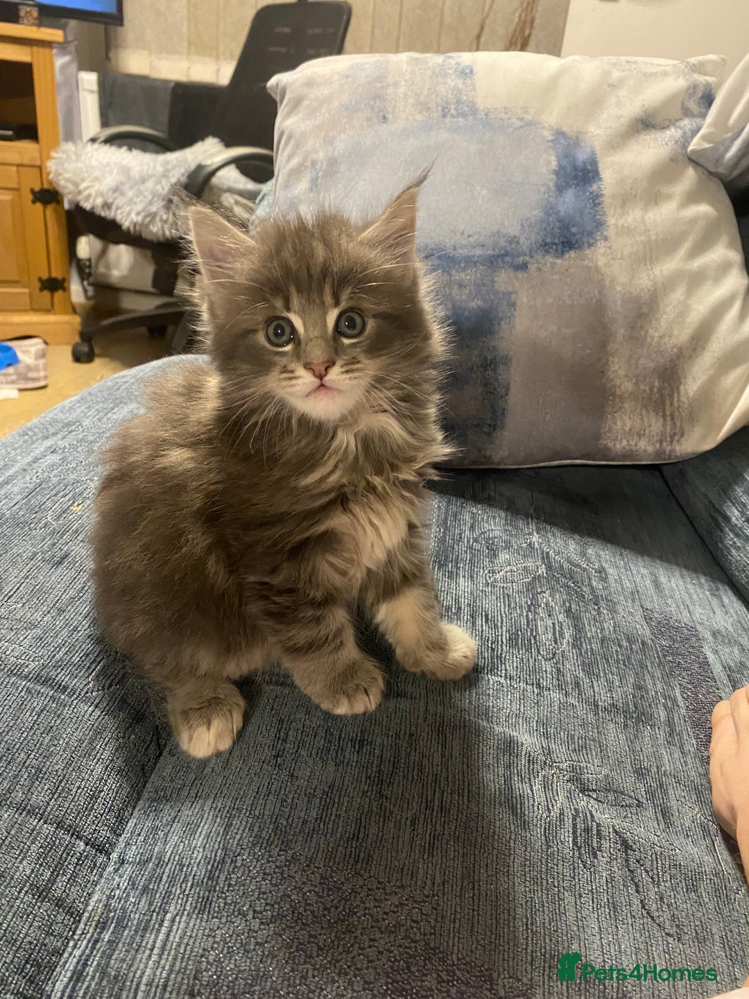 Maine Coon cats for sale: Stunning Maine coone kittens for sale  - Image 2