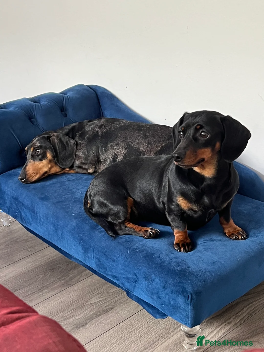 Miniature Dachshund dogs for sale: LADY & RUBY - Advert 9