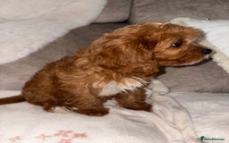 Cavapoo dogs for sale: 5⭐️ Toy Cavapoo Puppy’s  - Image 2