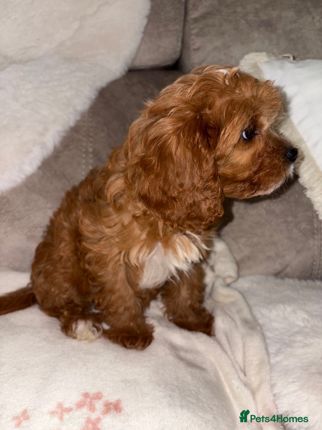Cavapoo dogs for sale: 5⭐️ Toy Cavapoo Puppy’s  - Image 2