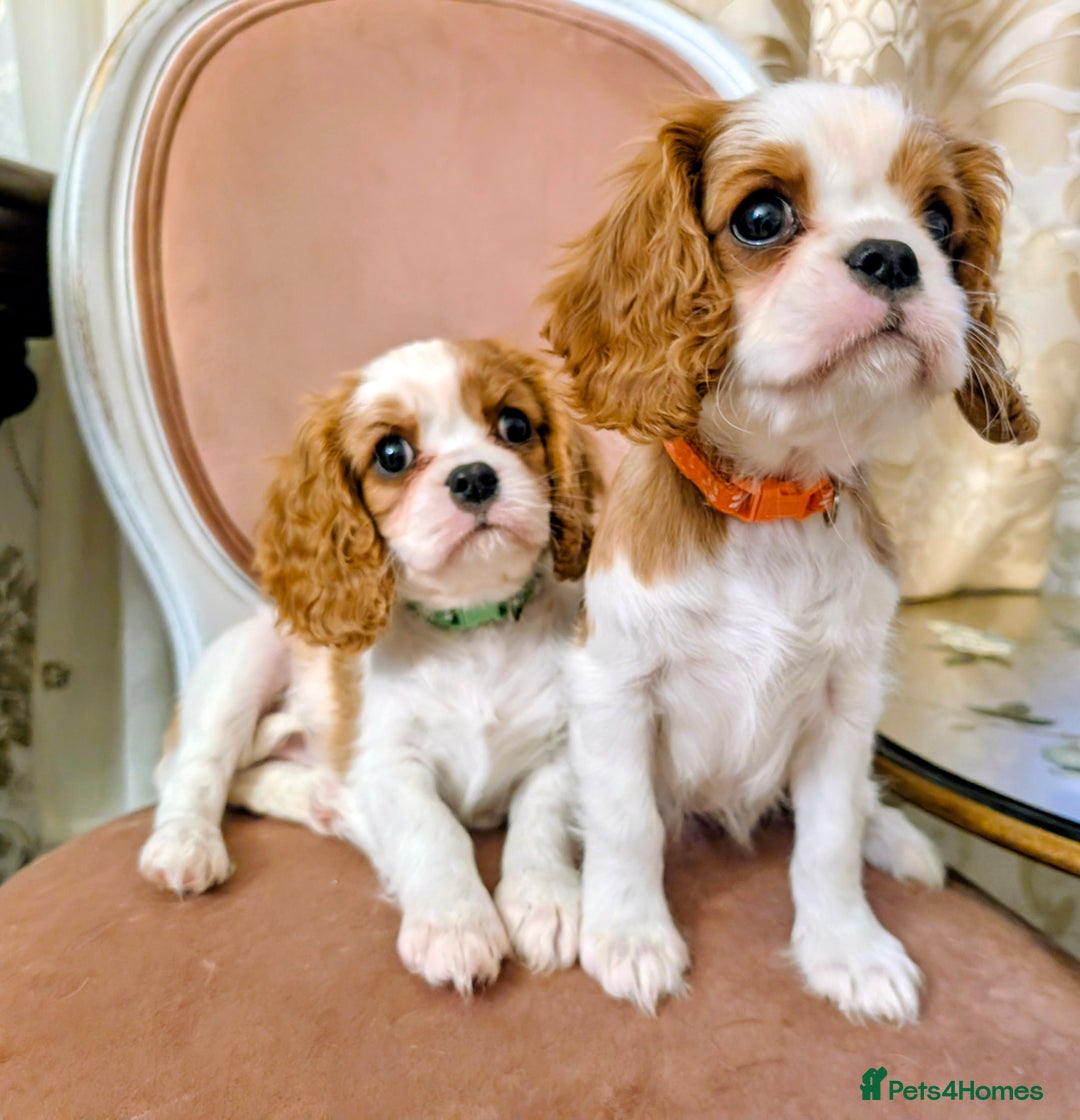 Cavalier King Charles Spaniel dogs for sale: Exquisite Lady KC reg Cavalier King Charles - Advert 1