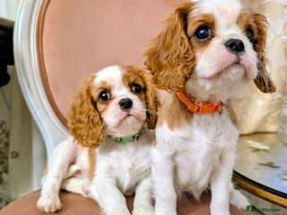 Cavalier King Charles Spaniel dogs Exquisite Lady KC reg Cavalier King Charles - Advert 11